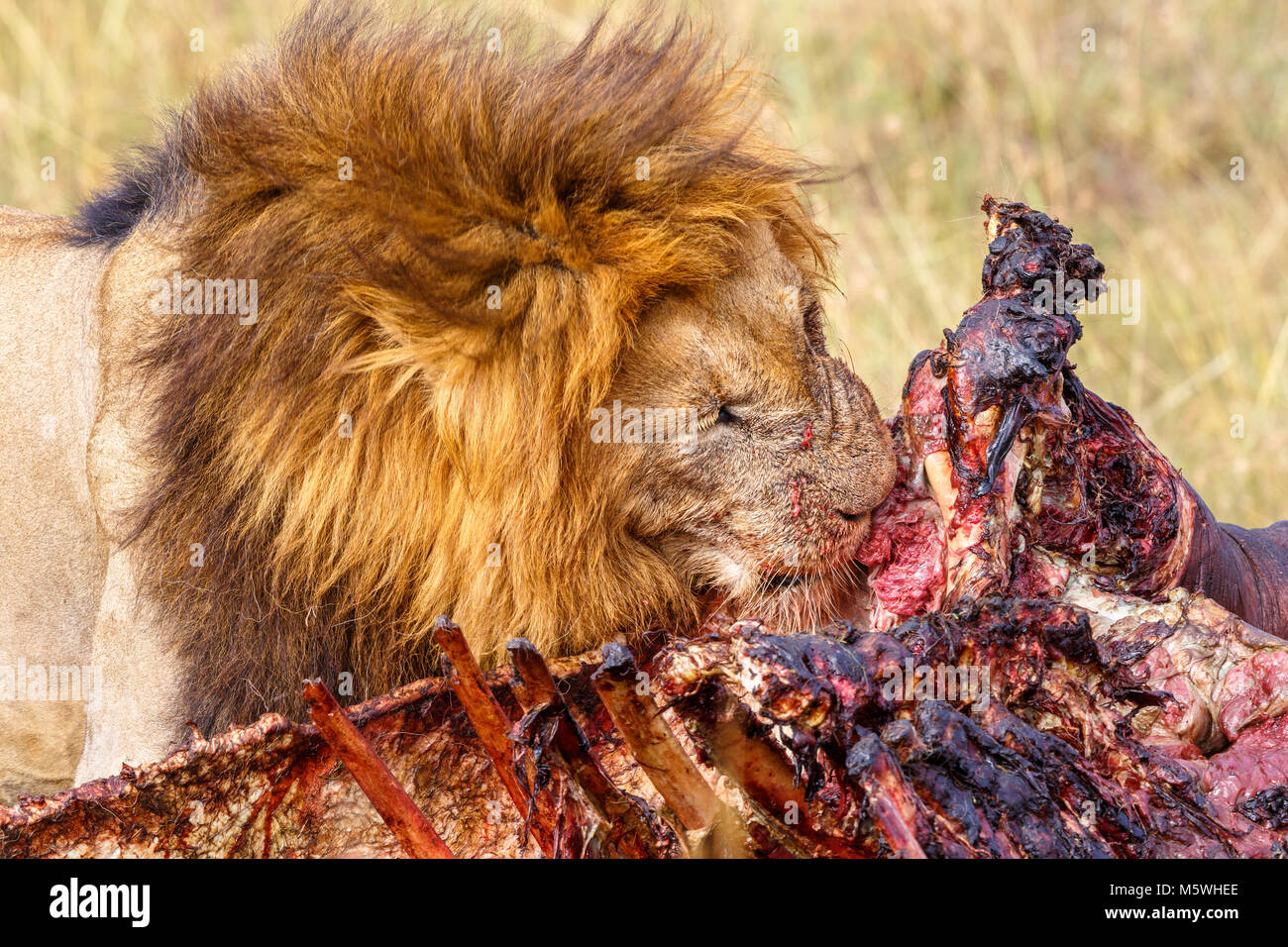 Männliche Löwe, Fleisch zu essen von einem toten Tier Stockfoto