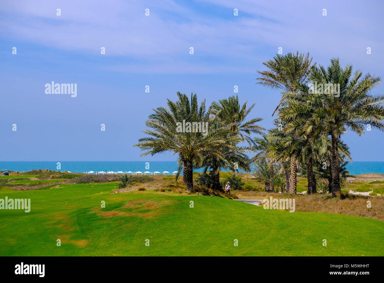Termine/Palm Tree auf Saadiyat Island Golf Course, Abu Dhabi. Stockfoto