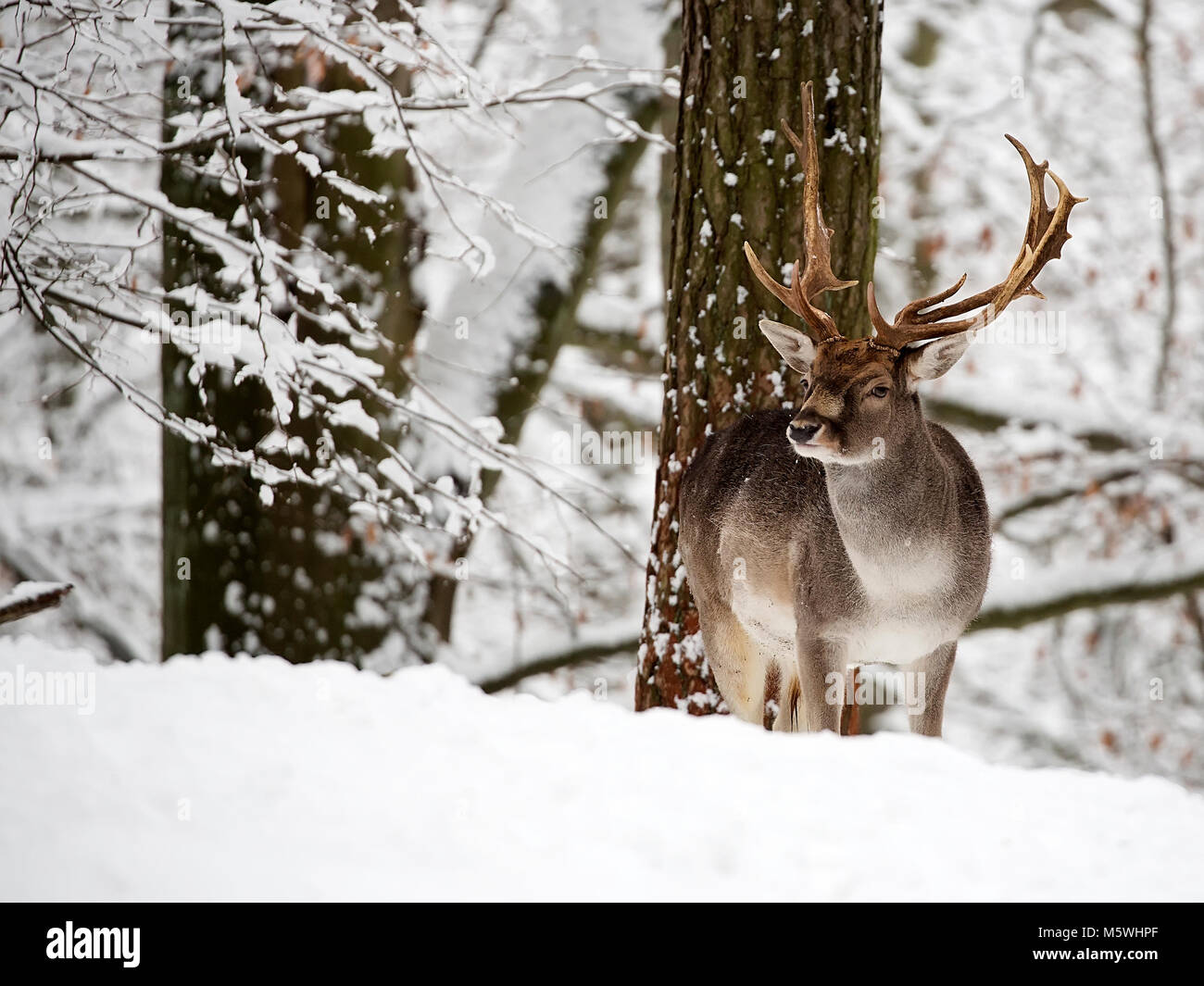 Damwild im Winter im Wald Stockfoto