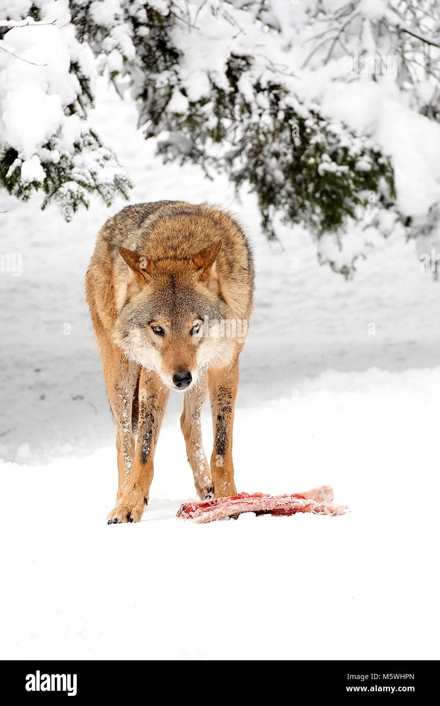 Wolf im Wald im Winter Stockfoto