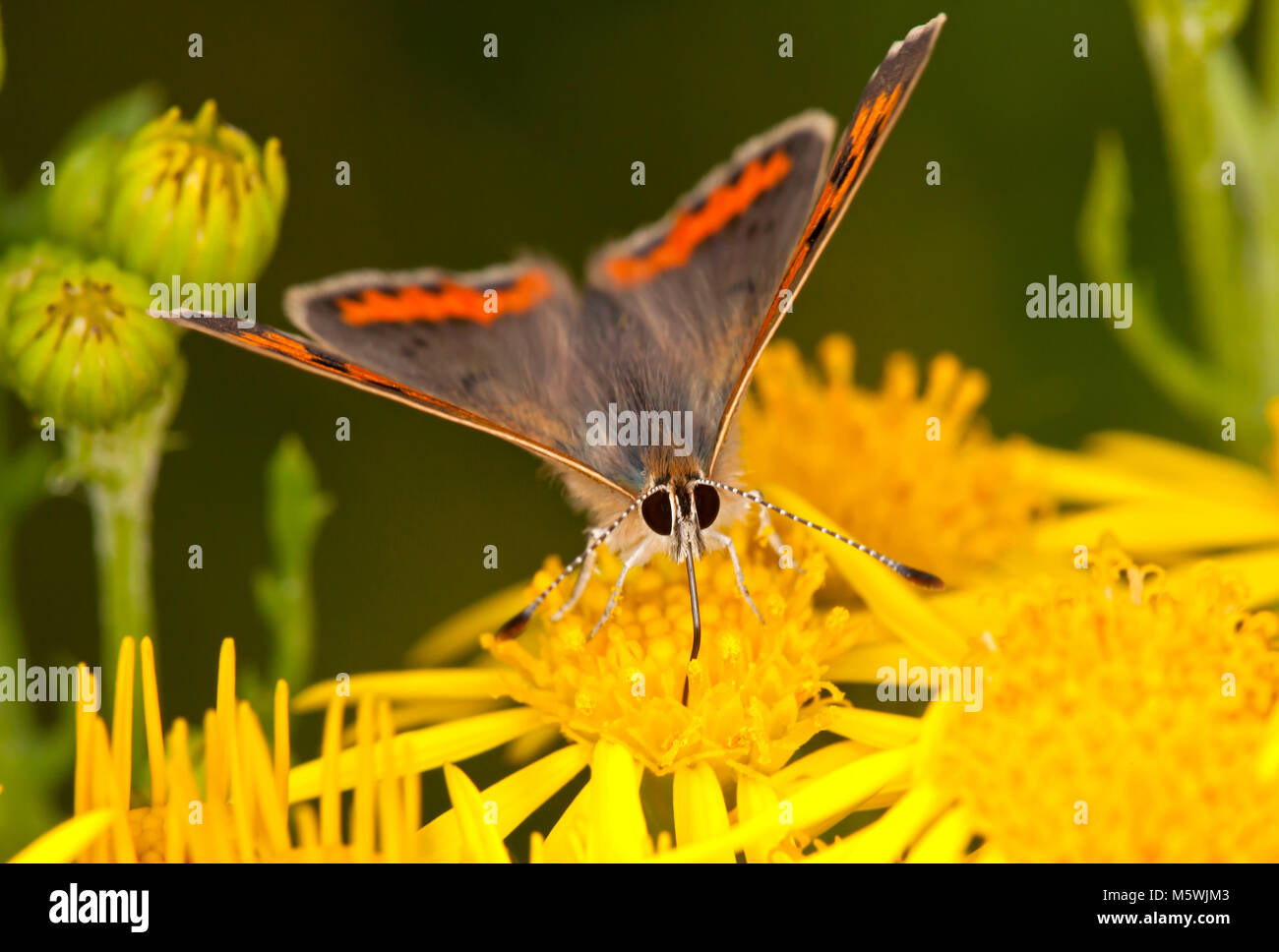 Kleine Kupfer Schmetterling, Großbritannien Stockfoto