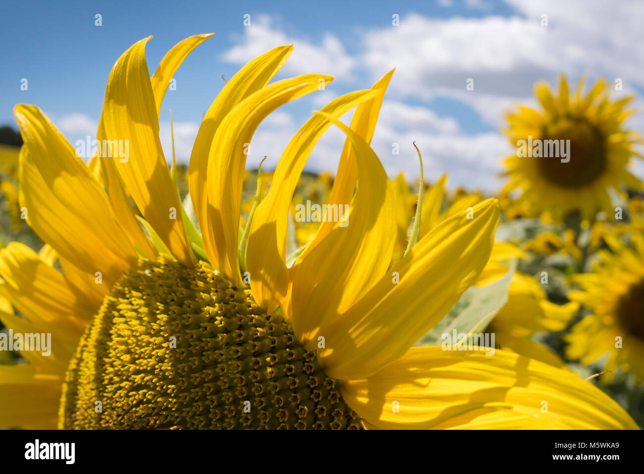 Sonnenblumen in Auvergne-Rh Peyrins Rhône-Alpes Frankreich Stockfoto