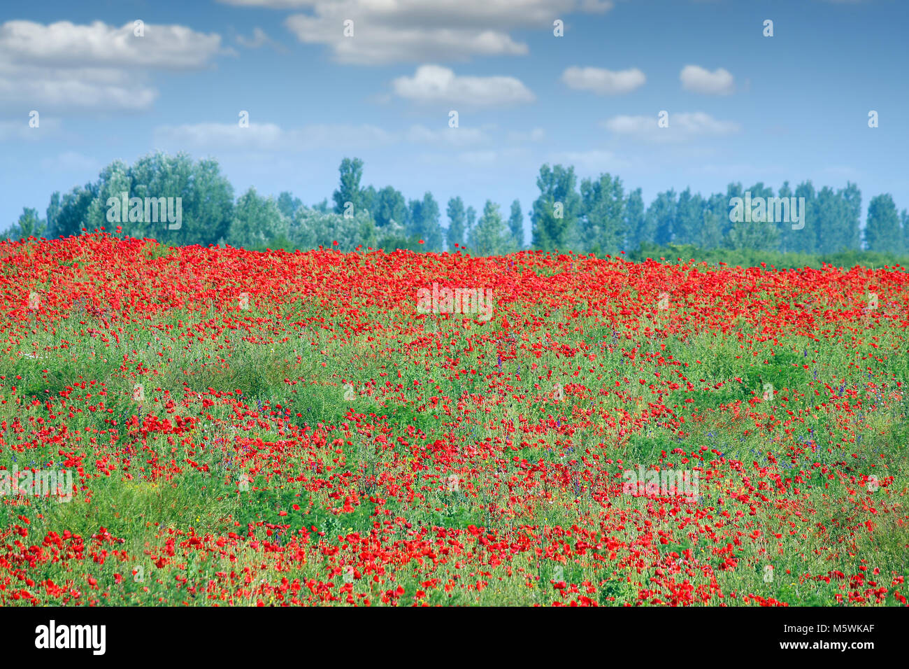 Roter Mohn Blume Bereich Landschaft Frühling Stockfoto