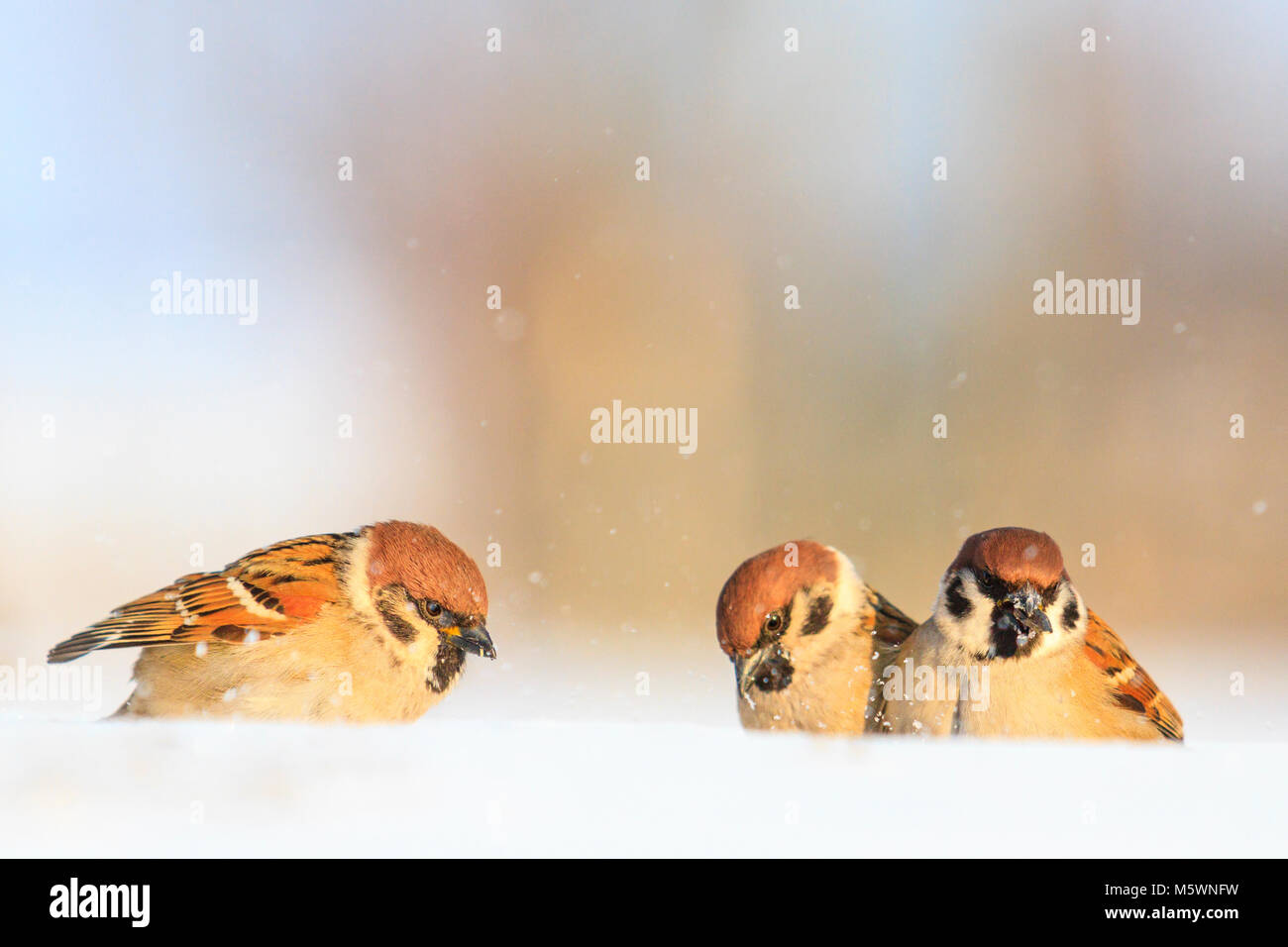Drei Spatzen sitzen auf den Schnee Stockfoto