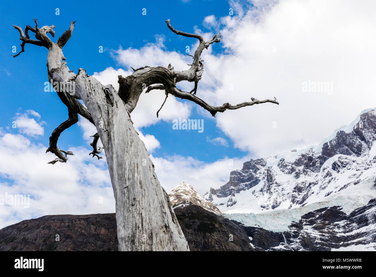 Glaciar Frances; Cerro Paine Grande, Torres del Paine Nationalpark, Chile Stockfoto