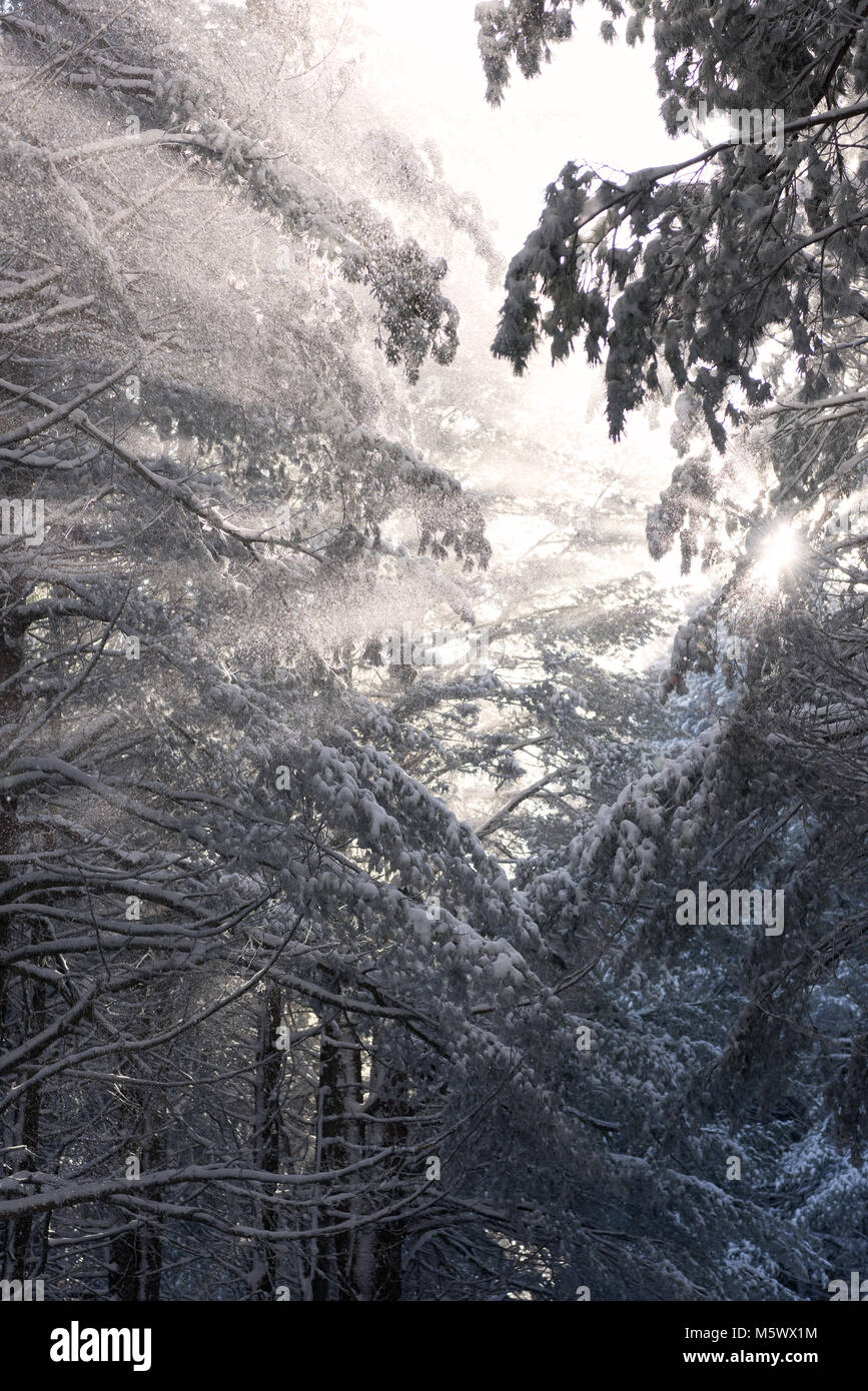 Geheimnisvoller Winterwald und hellen Sonnenstrahlen durch Schnee bedeckt leuchtenden Baumstämmen im kalten, schneebedeckten Wäldern Stockfoto