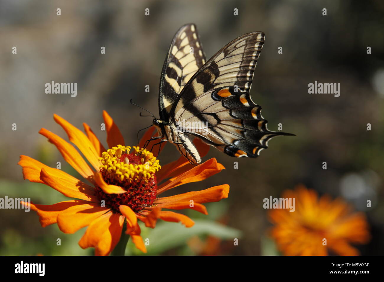 Östlichen Gelb Tiger swallowtail Butterfly Stockfoto