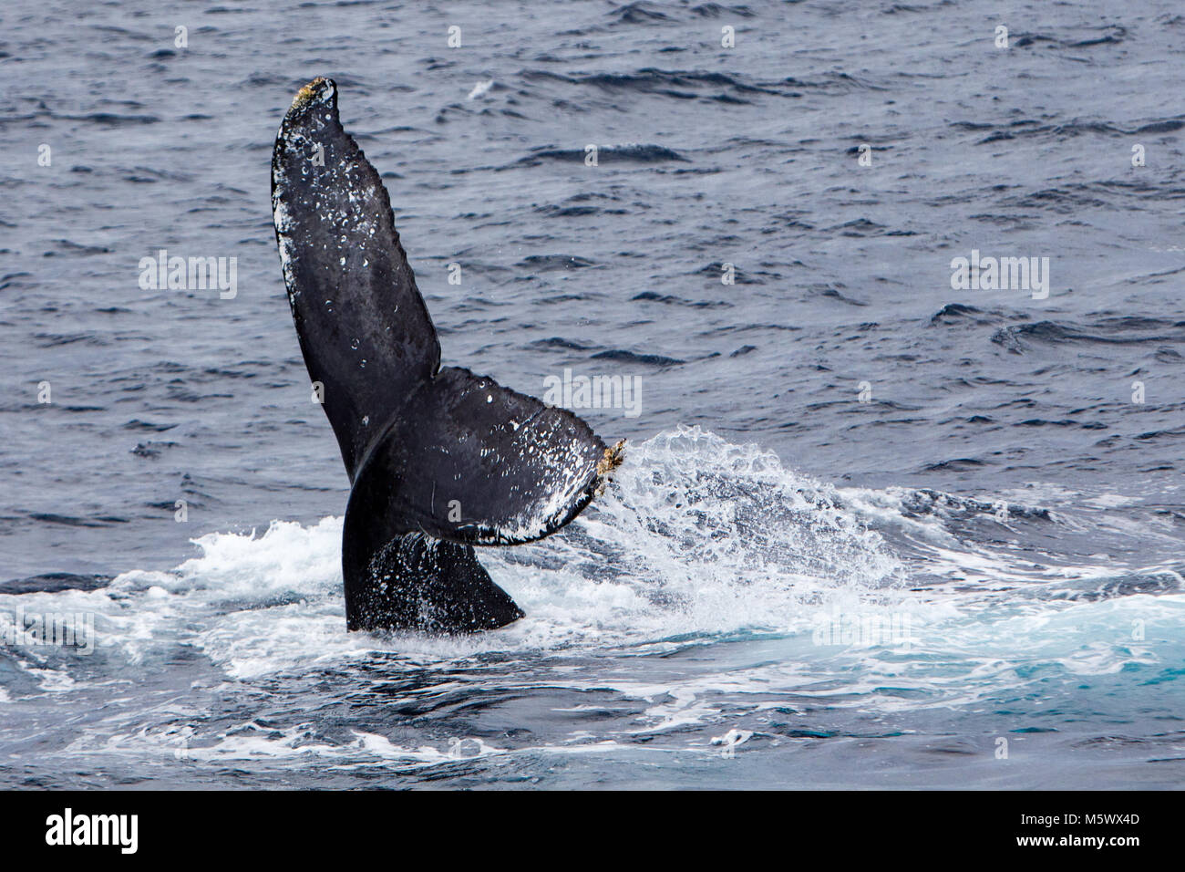 Buckelwal werfen seine Schwanzflosse hoch in der Luft in einer konkurrierenden Gruppe von Zucht Wale an der Südspitze der Baja Halbinsel in Mexiko Stockfoto