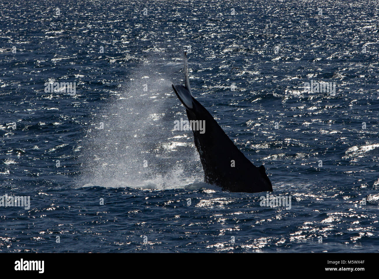Buckelwal werfen seine Schwanzflosse hoch in der Luft in einer konkurrierenden Gruppe von Zucht Wale an der Südspitze der Baja Halbinsel in Mexiko Stockfoto