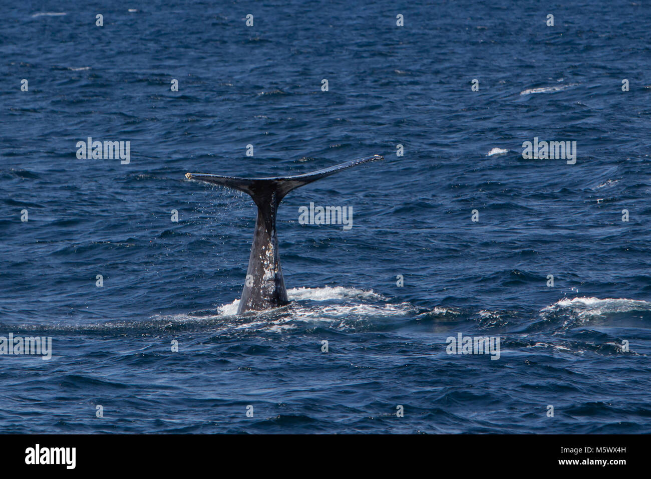 Buckelwal werfen seine Schwanzflosse hoch in der Luft in einer konkurrierenden Gruppe von Zucht Wale an der Südspitze der Baja Halbinsel in Mexiko Stockfoto