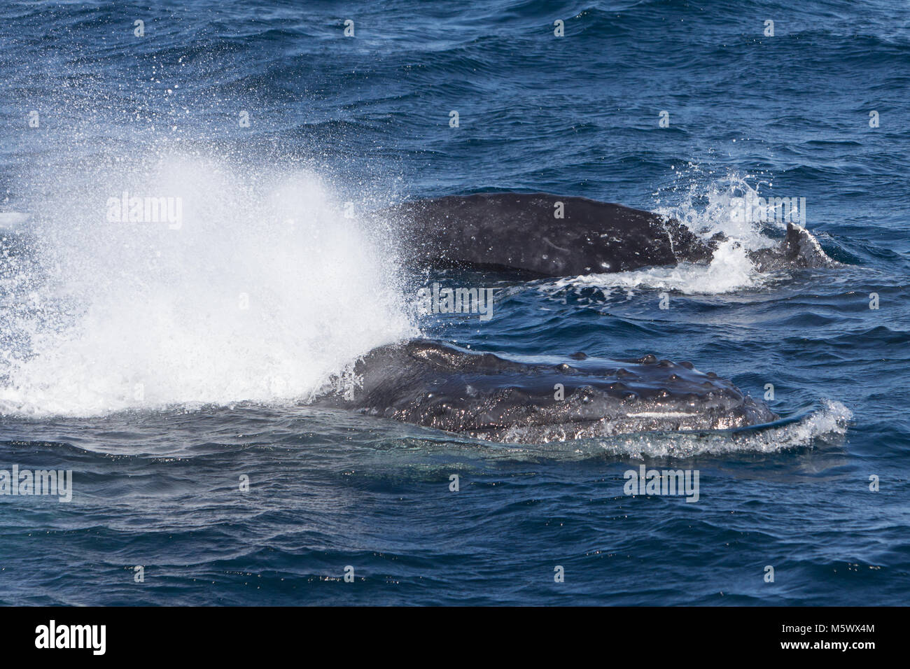 Zwei Buckelwale Oberfläche in einer konkurrierenden Gruppe in der Nähe von San Jose Del Cabo, Baja California Sur, Mexiko Stockfoto