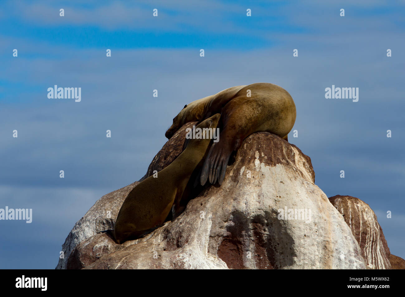 Ein California Sea Lion Mamma und pup Krankenschwester auf den Felsen bei Los Islotes, in der Nähe von La Paz, Baja California Sur, Mexiko Stockfoto