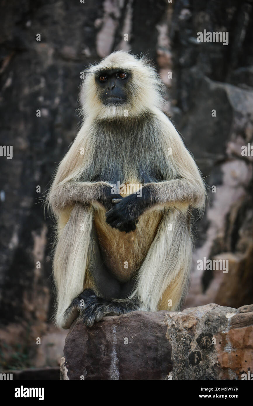 Ranthambhore Nationalpark, Sawai Madhopur, Rajasthan, Indien Stockfoto