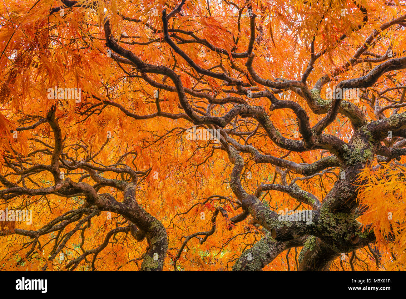 Japanischer Ahorn, Laceleaf, Acer palmatum, Farn Schlucht Garten, Mill Valley, Kalifornien Stockfoto
