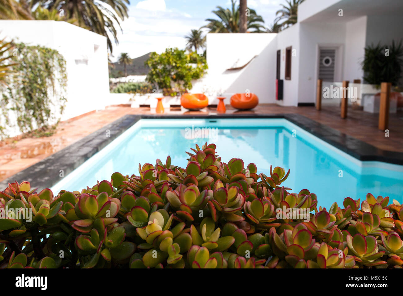 Blick auf den Pool im Casa de Manrique Museum, oder Casa del Palmeral, in Harí-a, Lanzarote, Spanien, mit Jade Pflanzen im Vordergrund. Stockfoto