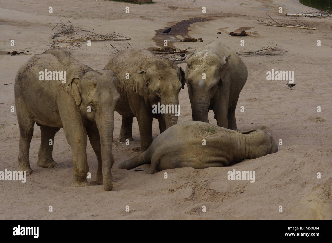 Elefanten etwas traurig Stockfoto