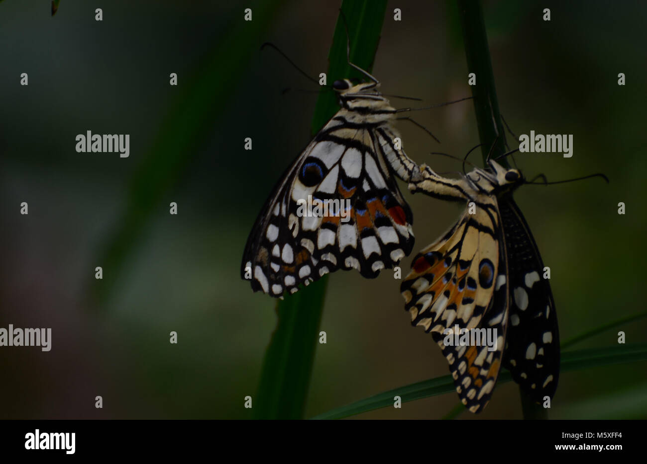 Paar Swallowtail Schmetterlinge Paarung in der Dämmerung Stockfoto