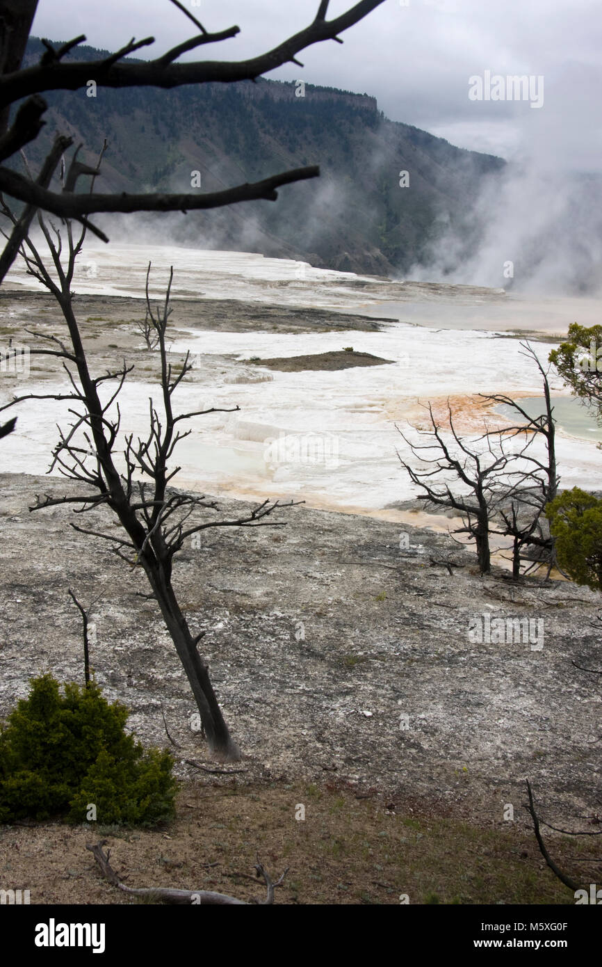 Hauptterrasse, Mammoth Hot Springs, Yellowstone National Park, USA Stockfoto