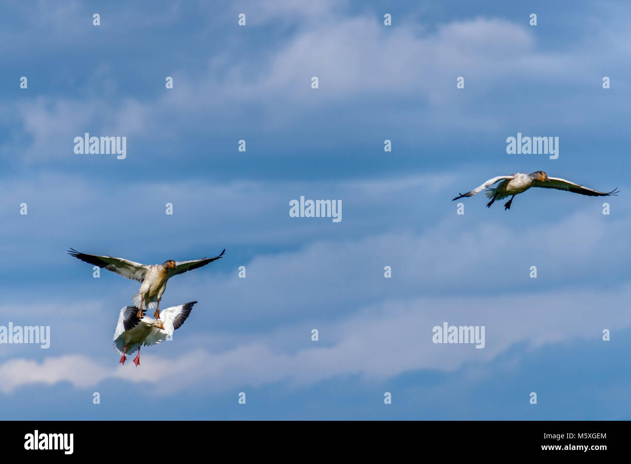 Vögel, wilde Gänse, weiß mit schwarzen Flügeln fliegen vor einem blauen Himmel mit weißen Wolken Stockfoto