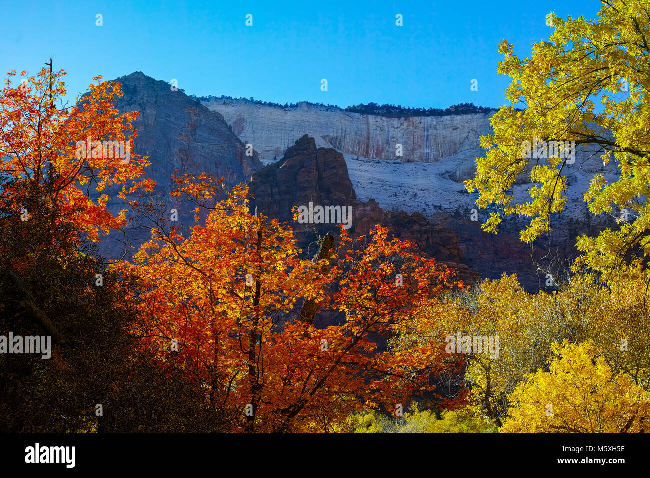 Herbst Herbst Farben im Laub von Zion National Park, Utah Stockfoto