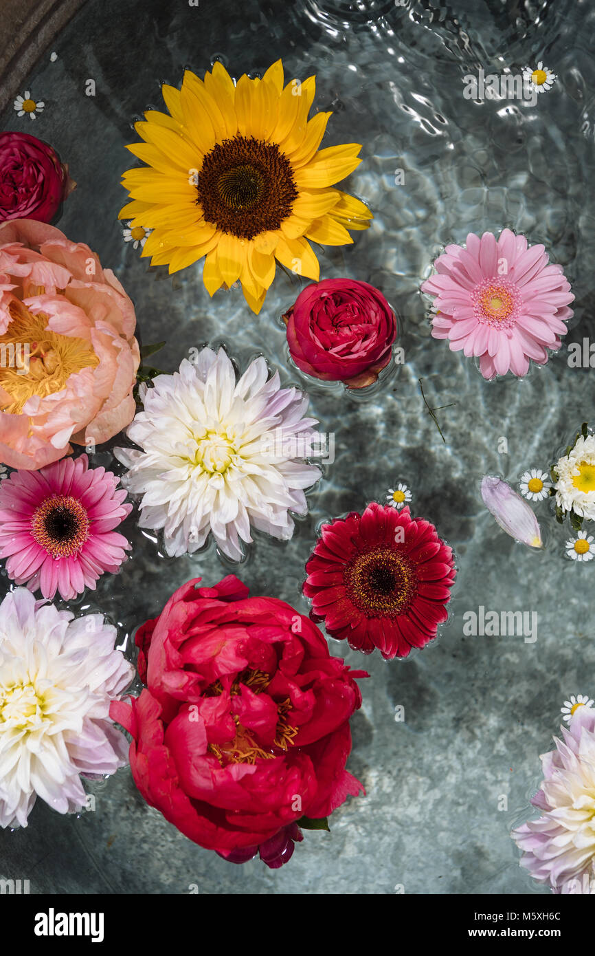 Verschiedene Blüten in einem Abscheidebehälter Stockfoto