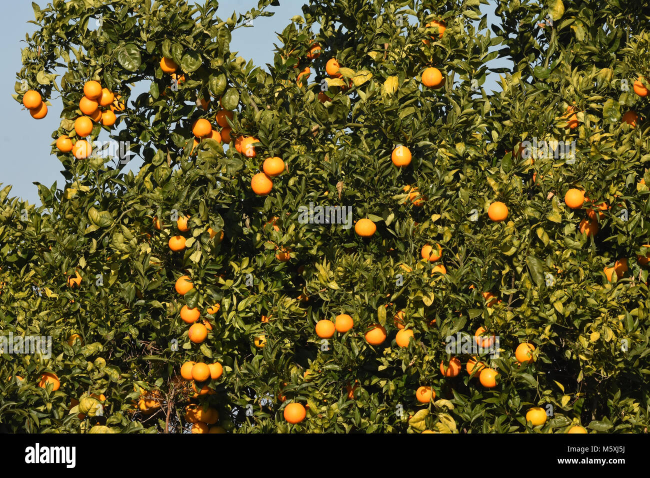 Orange - Orange Bäume, Orange orchard Stockfoto