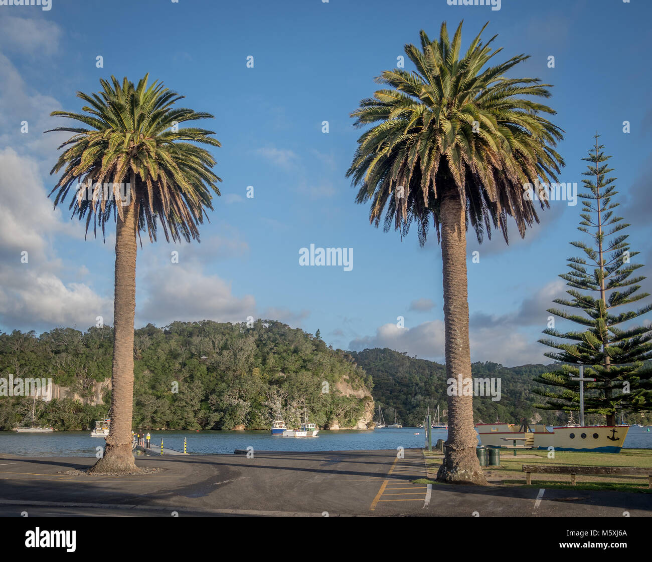 Die schönen Palmen in Whitianga, Neuseeland Stockfoto