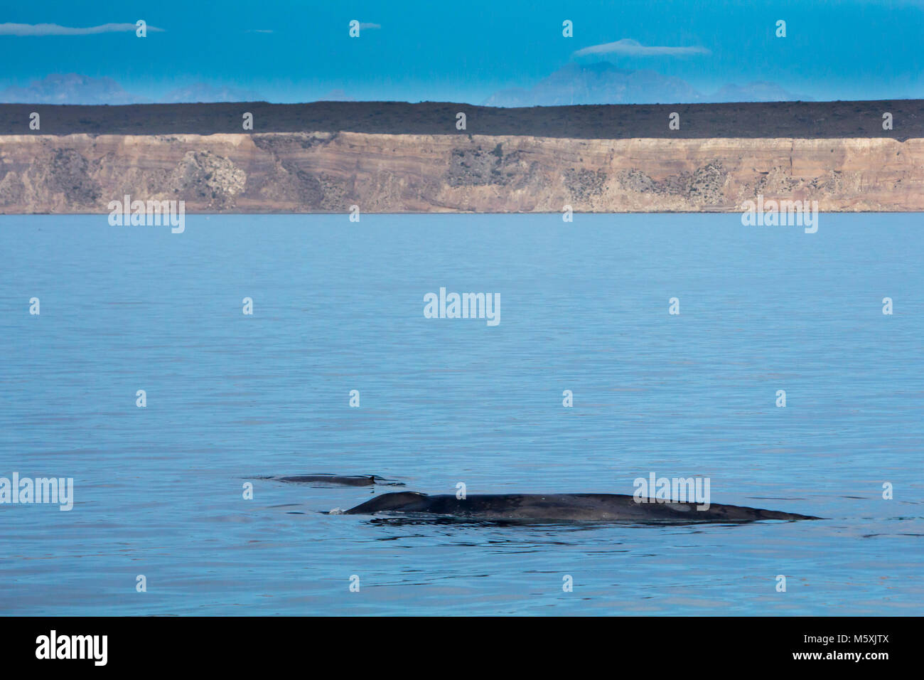 Eine Mutter und Kalb Blauwal auftauchen in der Nähe von Isla del Carmen in Loreto Bay National Marine Park in Baja, Mexico Stockfoto