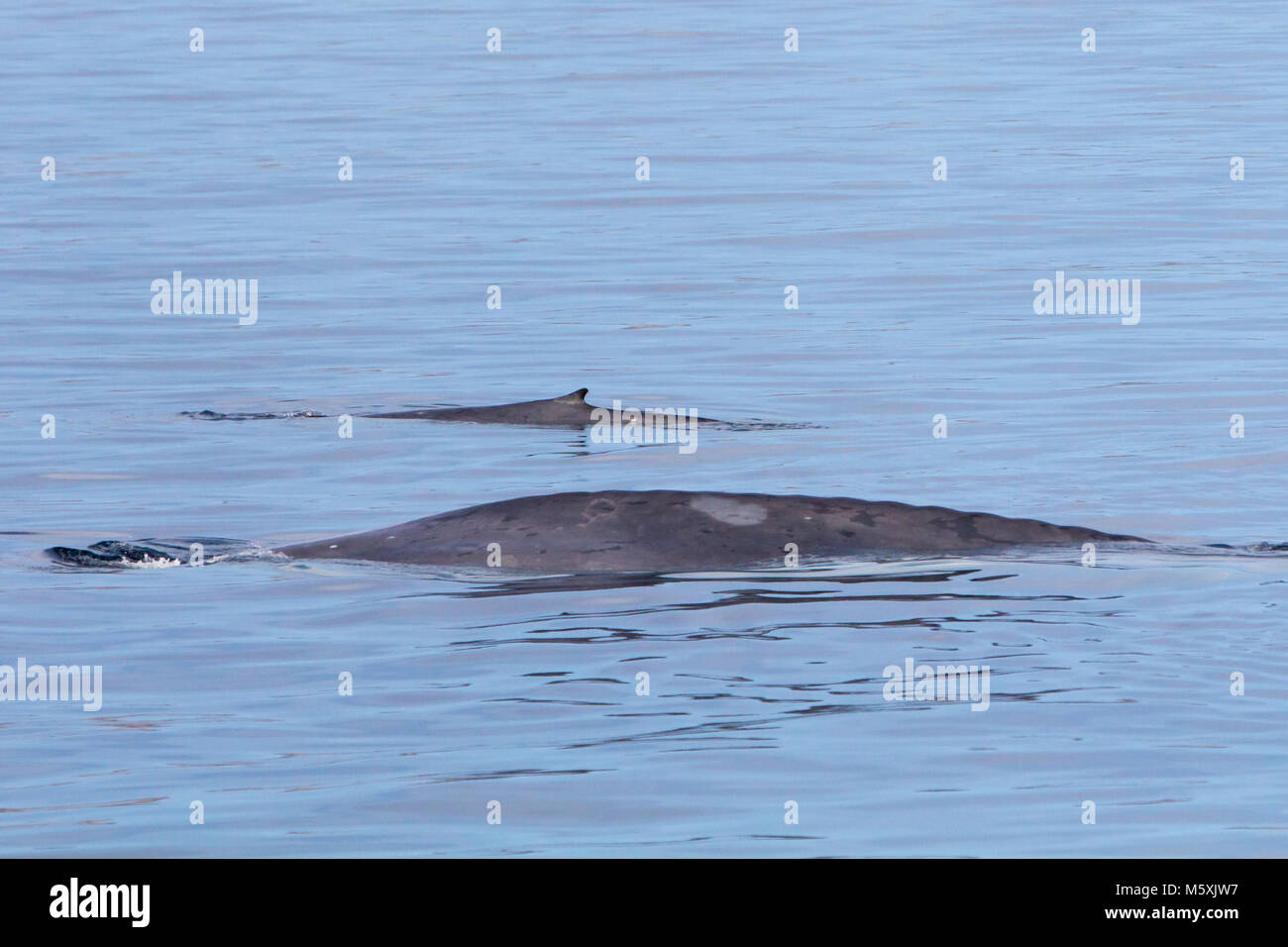 Eine Mutter und Kalb Blauwal auftauchen in der Nähe von Isla del Carmen in Loreto Bay National Marine Park in Baja, Mexico Stockfoto