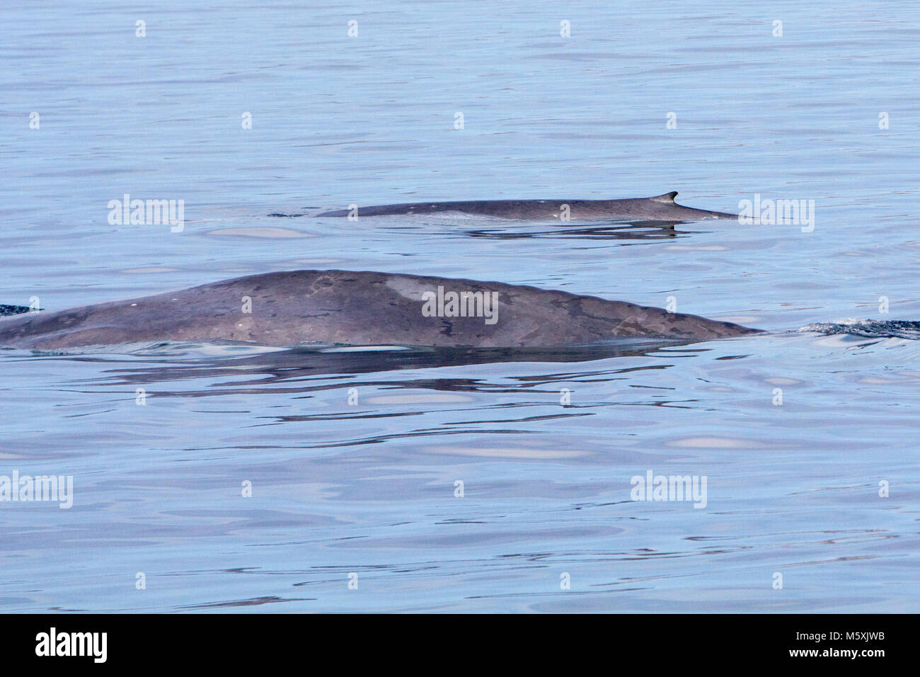 Eine Mutter und Kalb Blauwal auftauchen in der Nähe von Isla del Carmen in Loreto Bay National Marine Park in Baja, Mexico Stockfoto