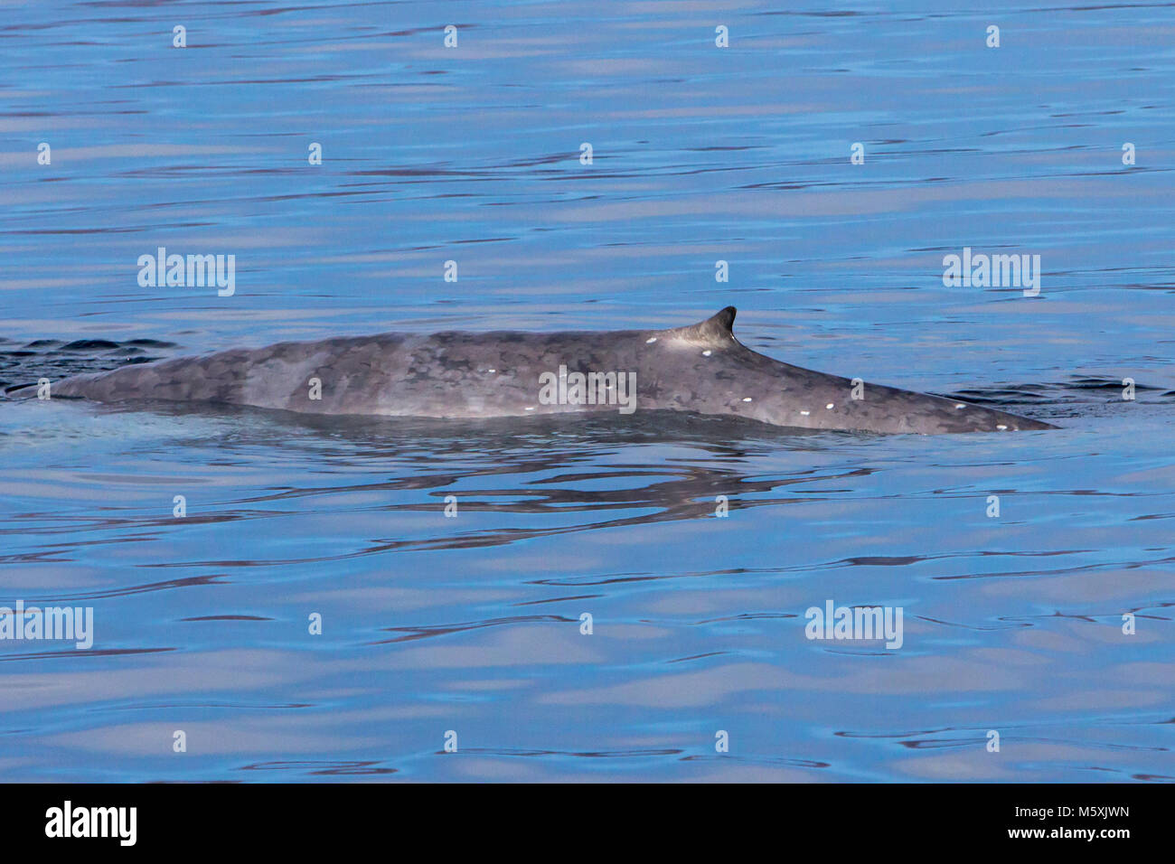 Eine Mutter und Kalb Blauwal auftauchen in der Nähe von Isla del Carmen in Loreto Bay National Marine Park in Baja, Mexico Stockfoto