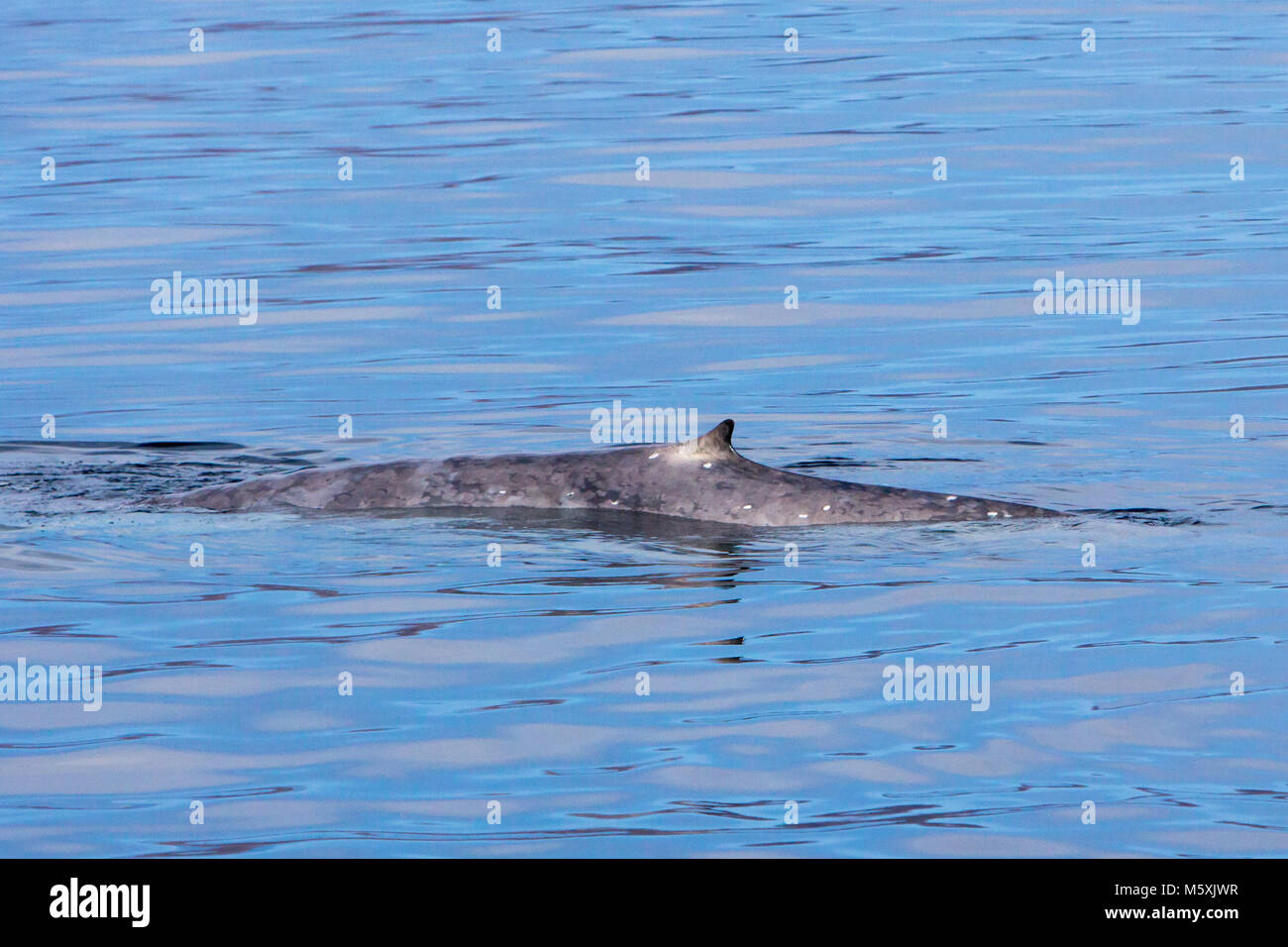 Eine Mutter und Kalb Blauwal auftauchen in der Nähe von Isla del Carmen in Loreto Bay National Marine Park in Baja, Mexico Stockfoto