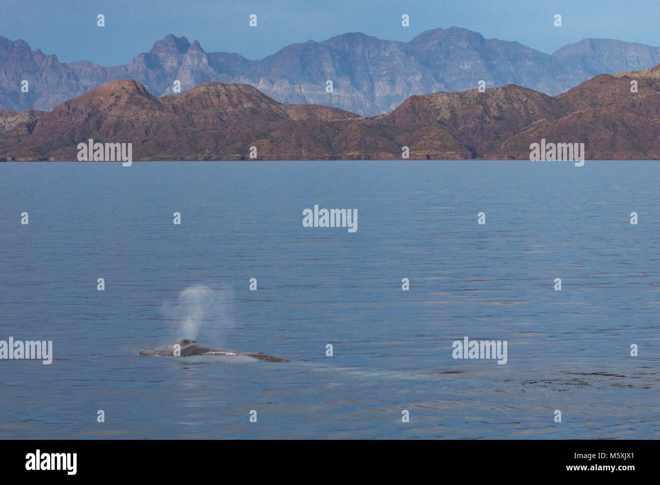 Eine Mutter und Kalb Blauwal auftauchen in der Nähe von Isla del Carmen in Loreto Bay National Marine Park in Baja, Mexico Stockfoto
