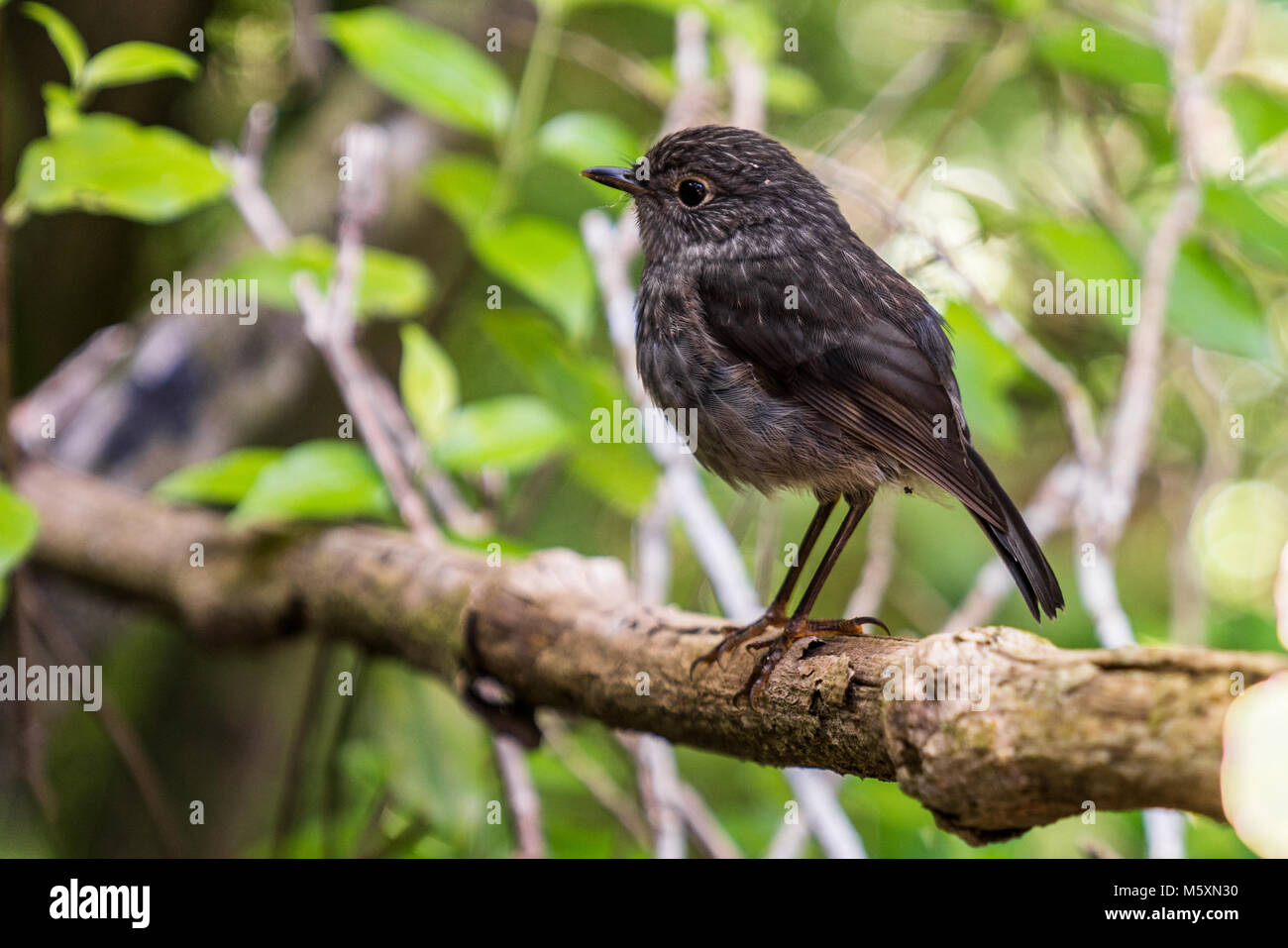 Nahaufnahme von Neuseeland Robin in der Wildnis Stockfoto