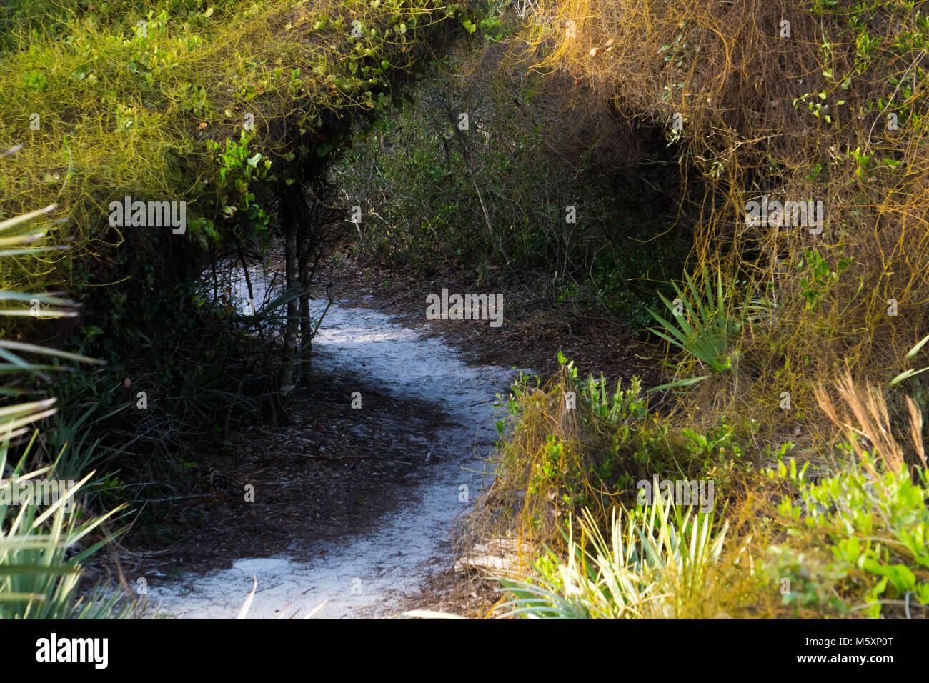Natürlichen Tunnel an einem Florida scrub Lebensraum wandern Naturlehrpfad, Boynton Beach, Palm Beach County, FL, USA Stockfoto