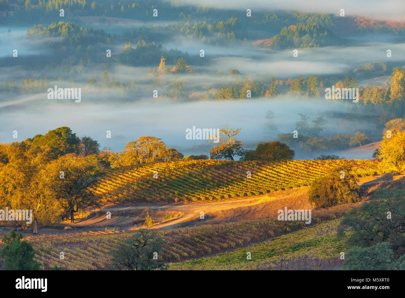 Sunrise, Marietta Weinberge, Yorkville Highlands, Mendocino County, Kalifornien Stockfoto