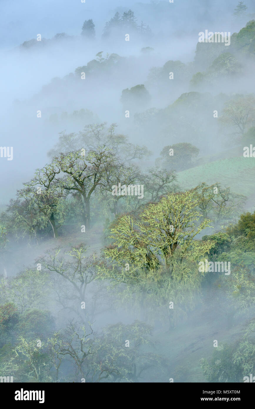 Heben Nebel, Valley Oaks, Quercus lobata, Yorkville Highlands, Mendocino County, Kalifornien Stockfoto