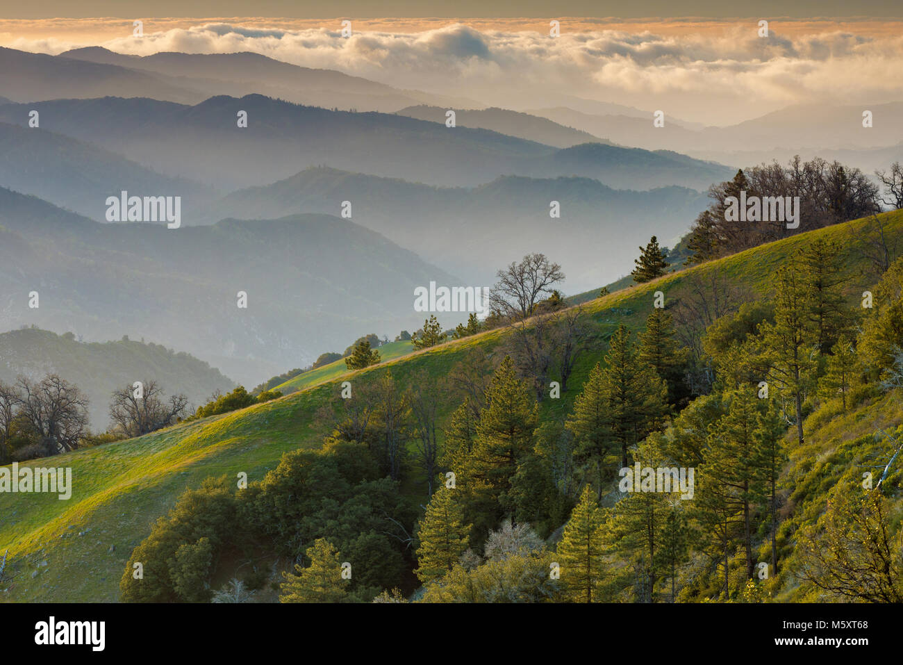 Letztes Licht, Ventana Wilderness, Los Padres National Forest, Big Sur, Monterey County, Kalifornien Stockfoto