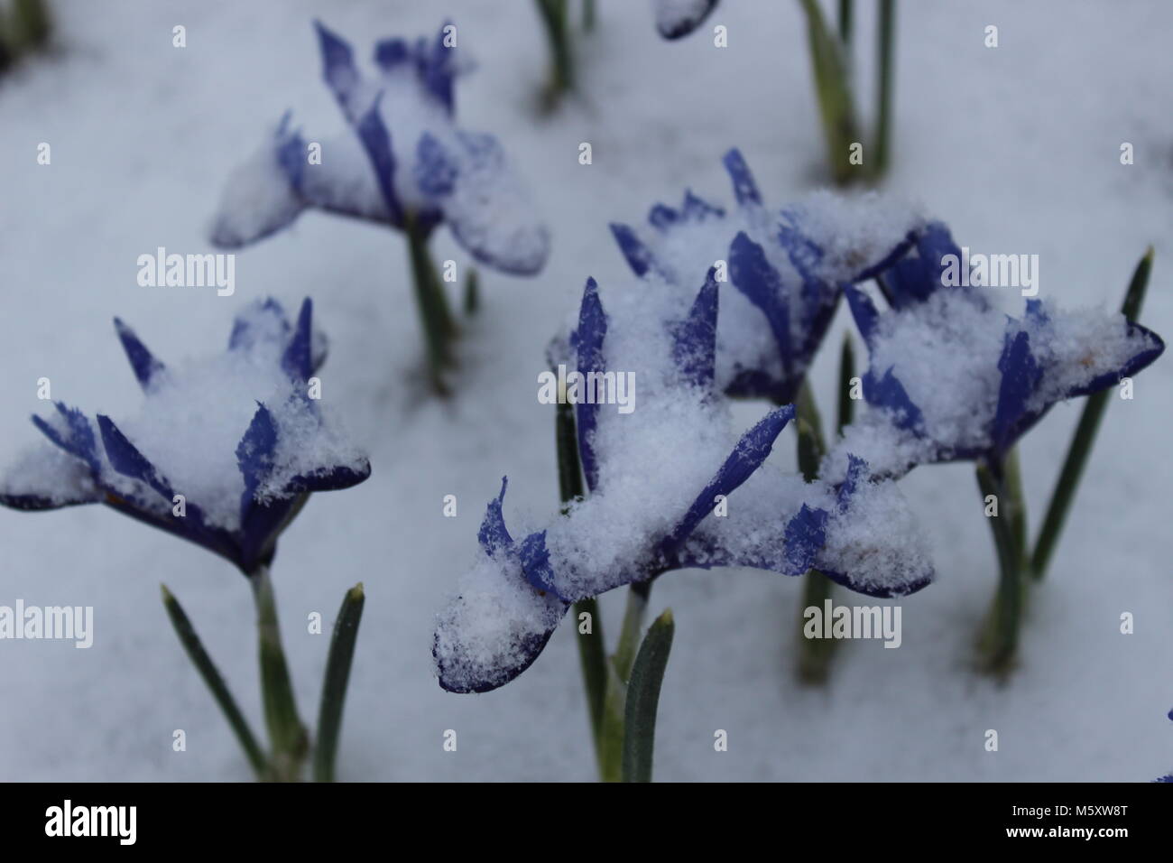 Sechs Miniatur blau Iris im Schnee Stockfoto