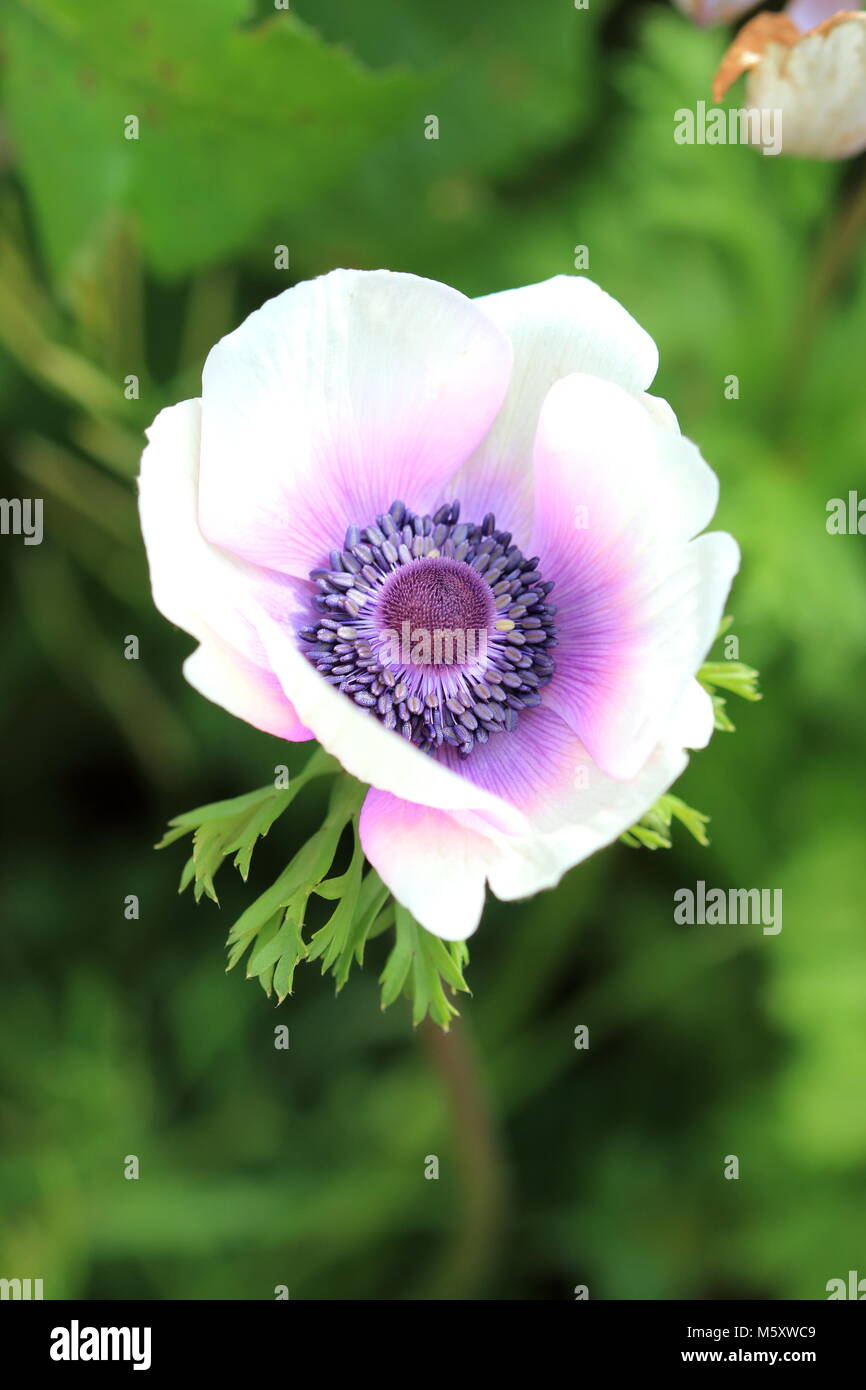 Nahaufnahme eines weißen Anemone mit lila Schimmer auf Blütenblätter Stockfoto