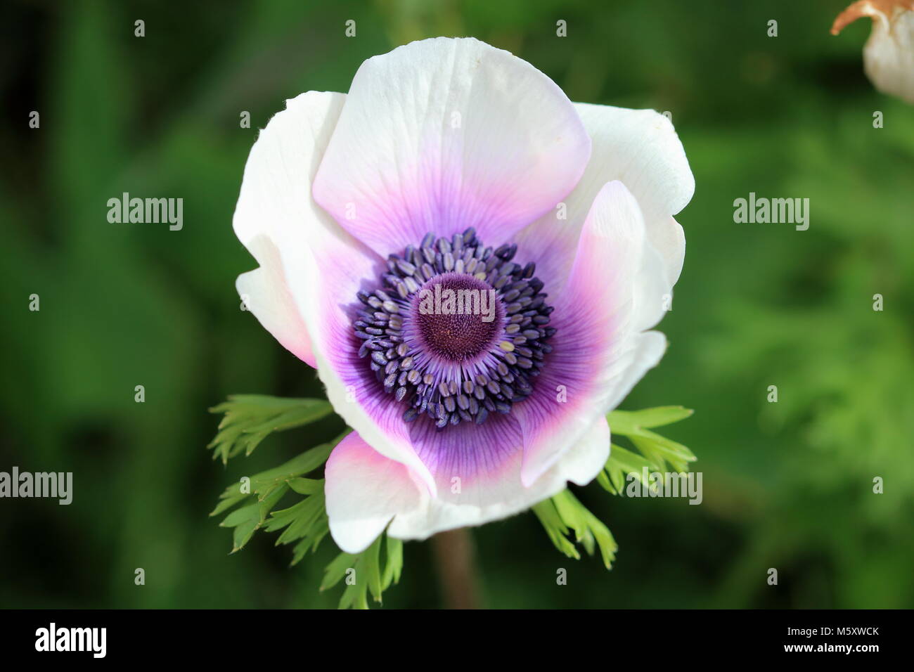 Nahaufnahme eines weißen Anemone mit lila Schimmer auf Blütenblätter Stockfoto