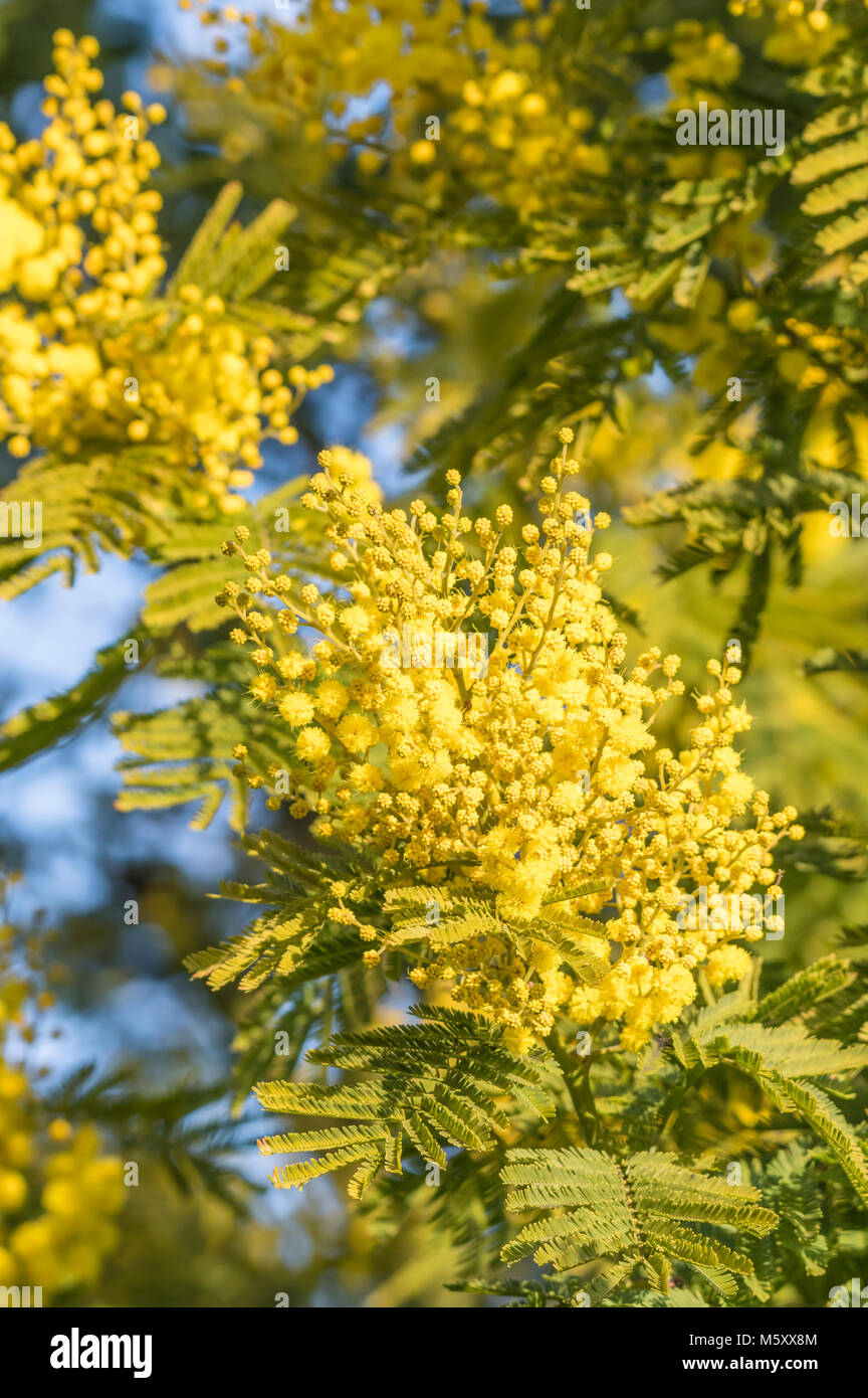 Yellow Mimosa Anlage (Acacia dealbata) im Winter in England, Großbritannien. Stockfoto