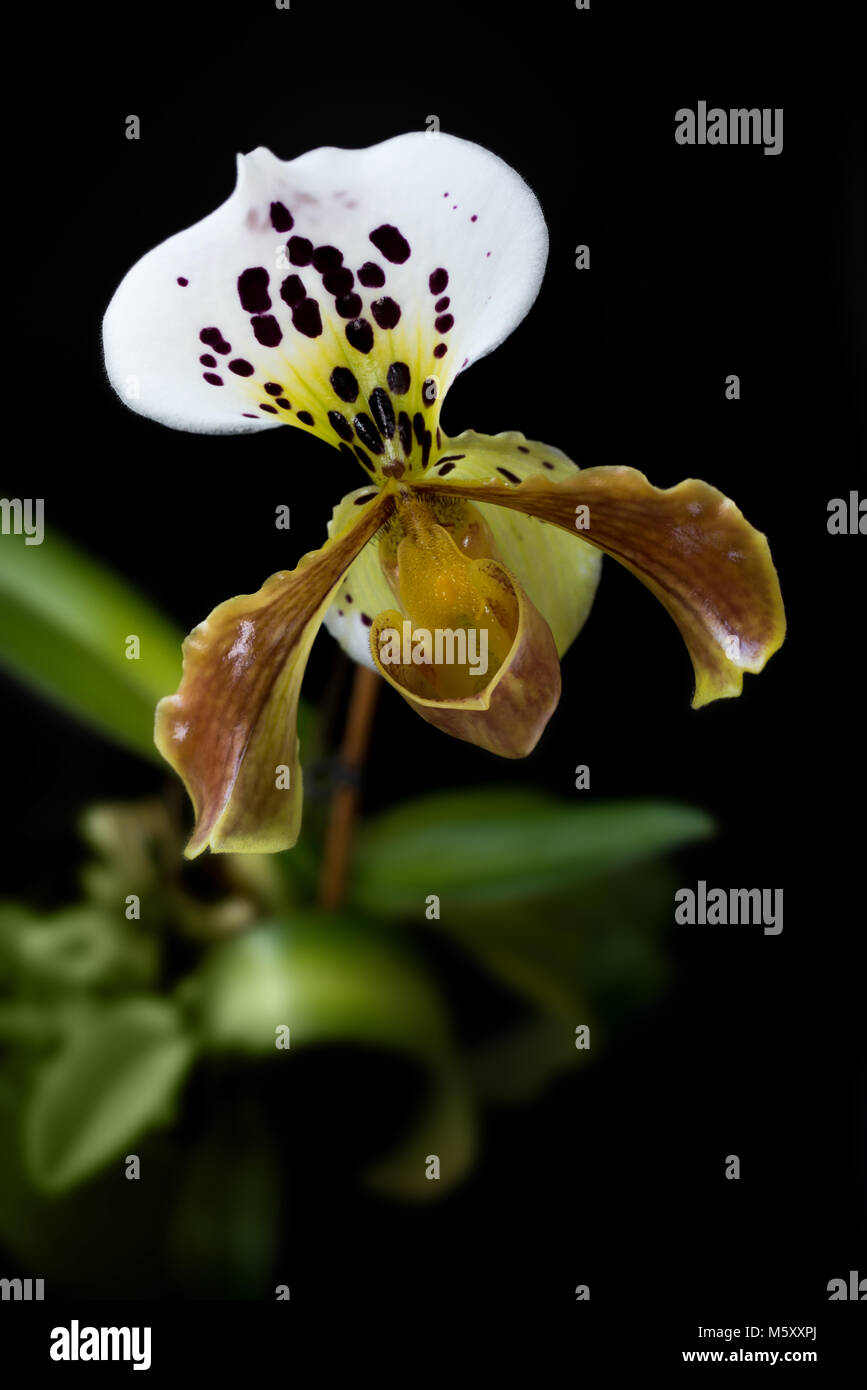 Gelb Lady Slipper (paphiopedilum) Orchidee, auf schwarzem Hintergrund Stockfoto