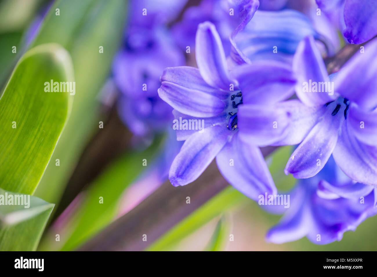 Nahaufnahme von einem blauen Hyazinthe Stockfoto