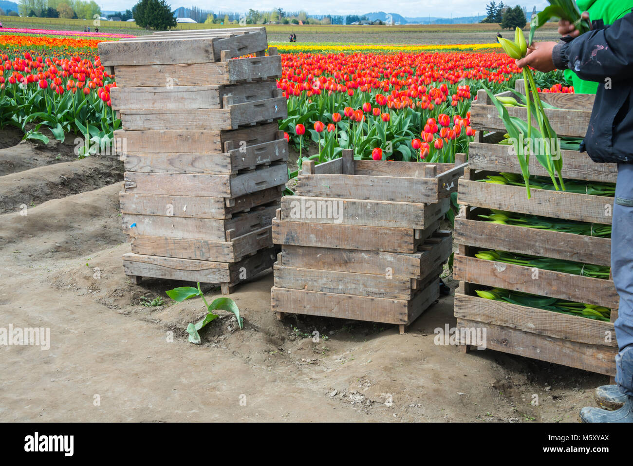 Gestapelte Kisten mit Tulpen von Hispanic landwirtschaftliche Wanderarbeiter auf dem Bauernhof abgeholt Stockfoto