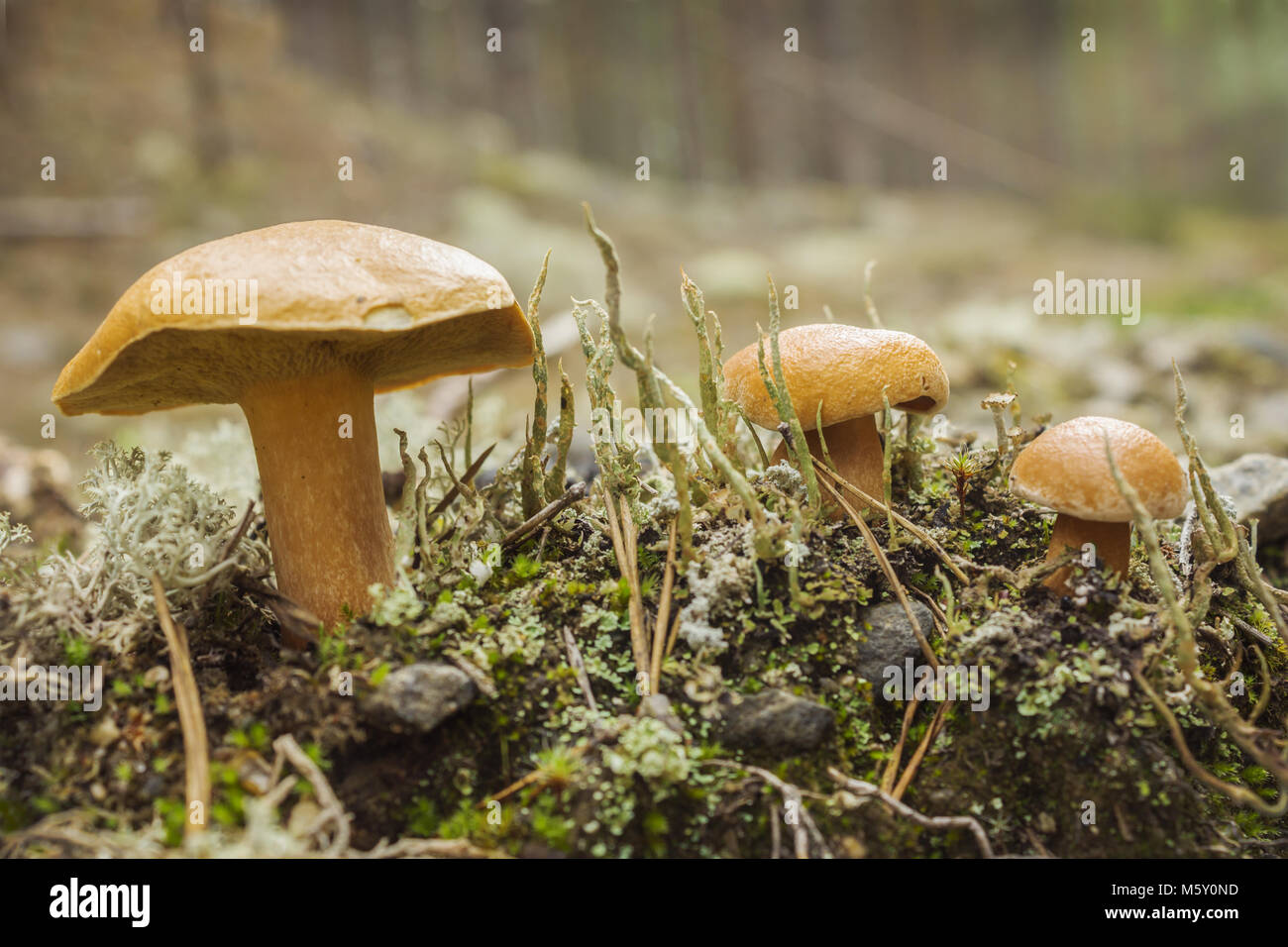 Pilze suillus bovinus -Fotos und -Bildmaterial in hoher Auflösung – Alamy