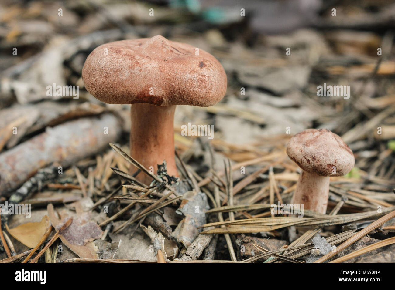 Genießbare Pilz (Lactarius rufus) auf Tannennadeln im Wald Stockfoto