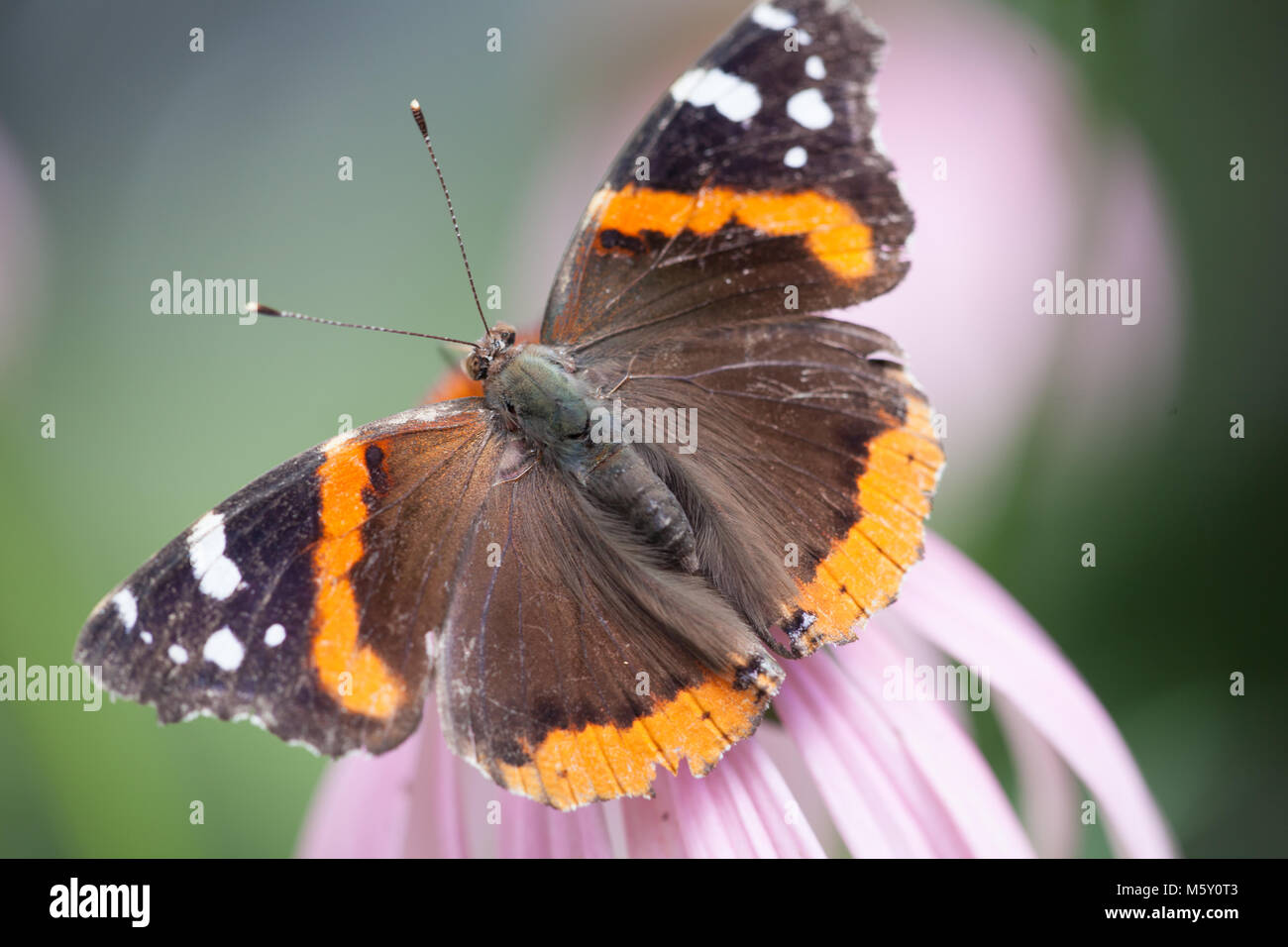 Red Admiral Schmetterling Familie nymphaldae Stockfoto