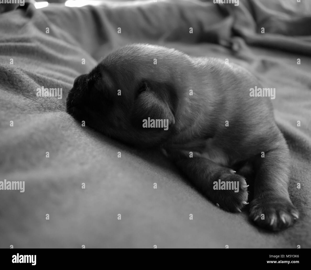 Welpenauge Fotos und Bildmaterial in hoher Auflösung Alamy