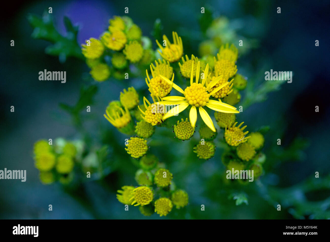 Übliches Ragwort, das auf der Insel Man als cuschag bekannt ist, beginnt gerade mit einem paar offenen Köpfen zu blühen und gewinnt eine Blume. Ein zärblicher blauer Hintergrund Stockfoto